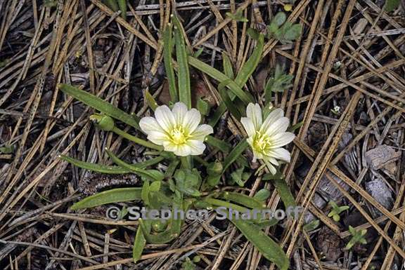 lewisia nevadensis 4 graphic